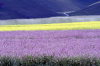 Campi Fioriti - Altopiano di Castelluccio - Norcia
 