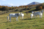 Mucche al pascolo - Altopiano dell`Immagine - Poggiodomo