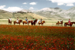 <p>Trekking - Horses - Castelluccio</p>