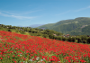  Scorcio del Contado-Cerreto di Spoleto